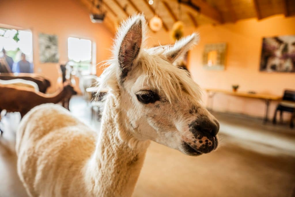 Alpaka zu Besuch im Eventraum