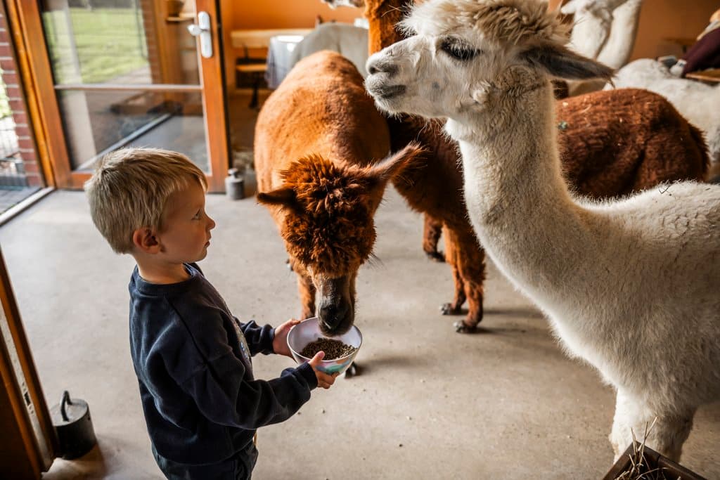 Kind füttert Alpakas im Eventraum
