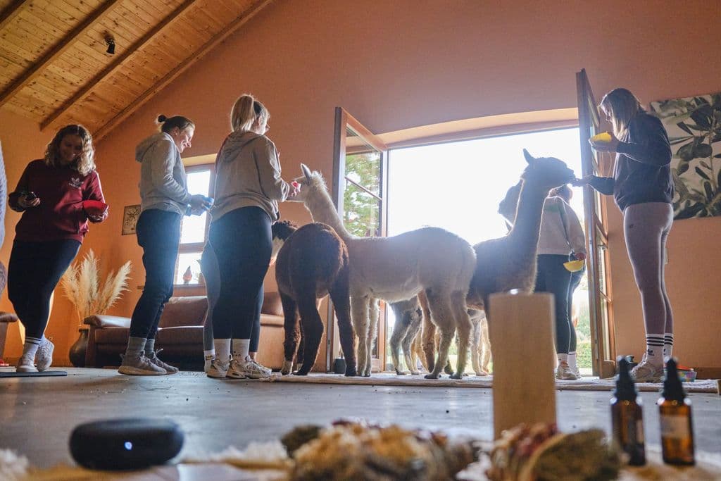 Besucher und Alpakas gemeinsam im Eventraum