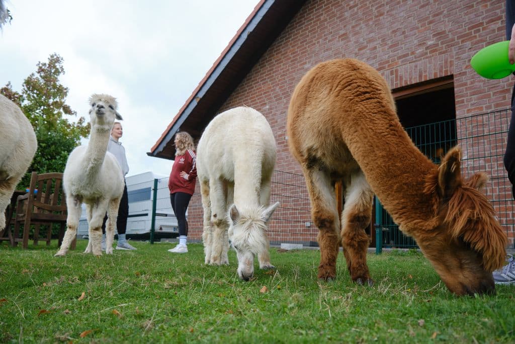 Wiese am Eventraum des Alpakahofs Seibt in Meerbusch