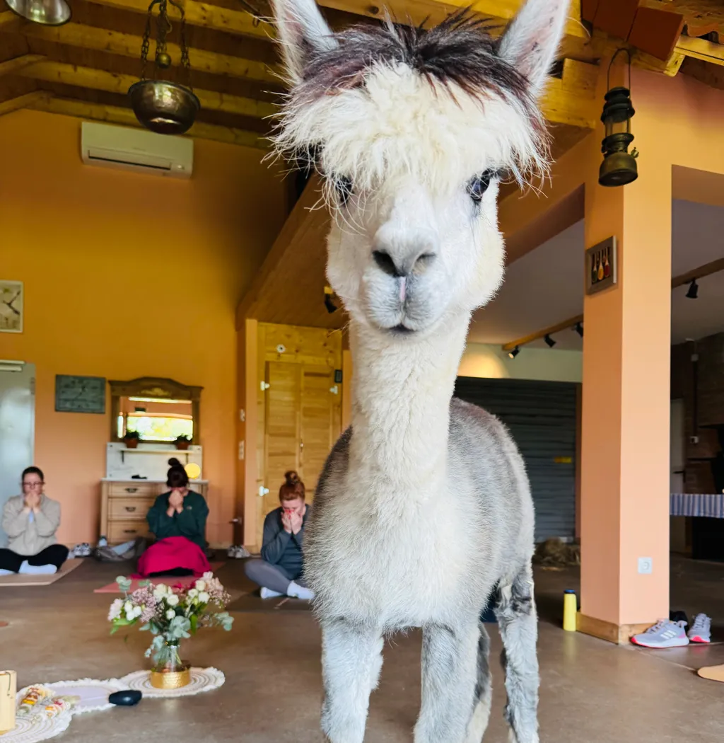 Alpaka besucht eine Yoga-Session im Eventraum